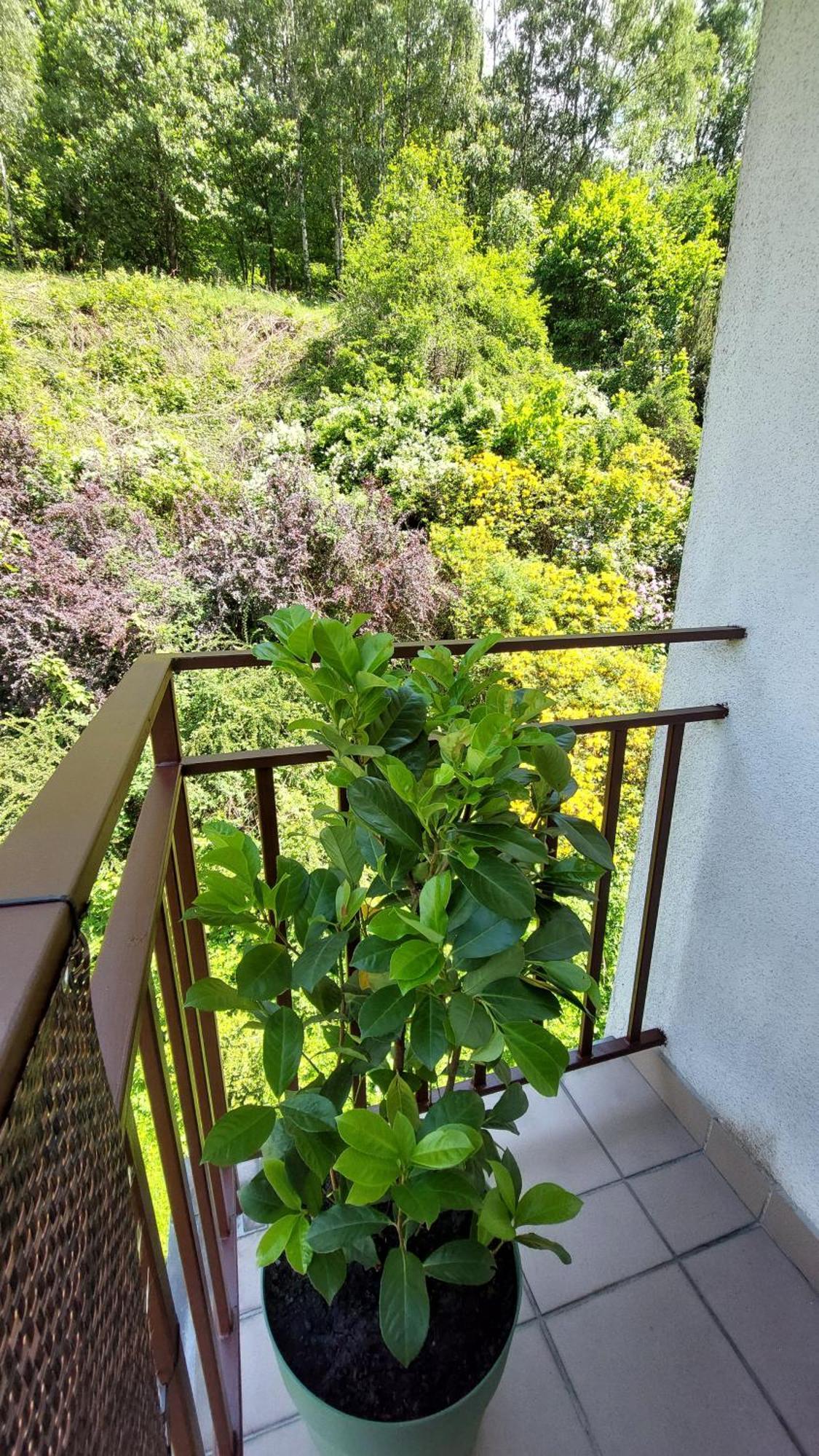 Apartament Miedzygorski Międzygórze Exterior foto
